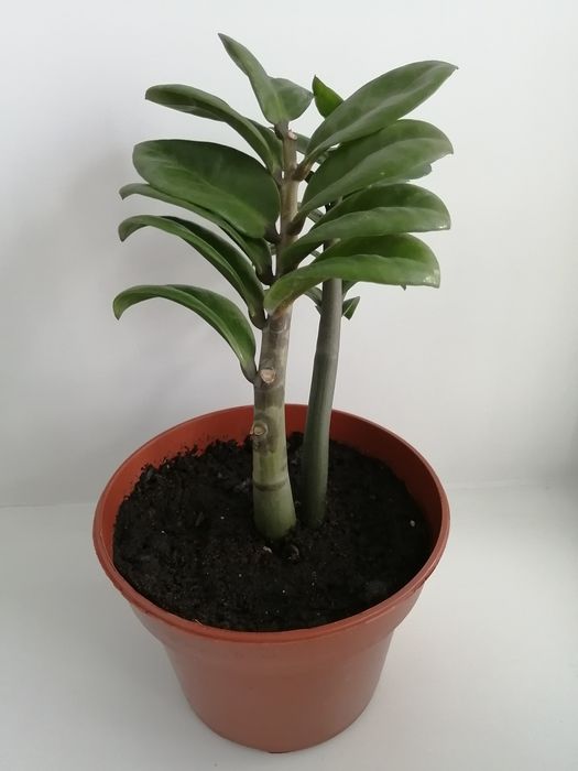 Замиакулькас Зензи