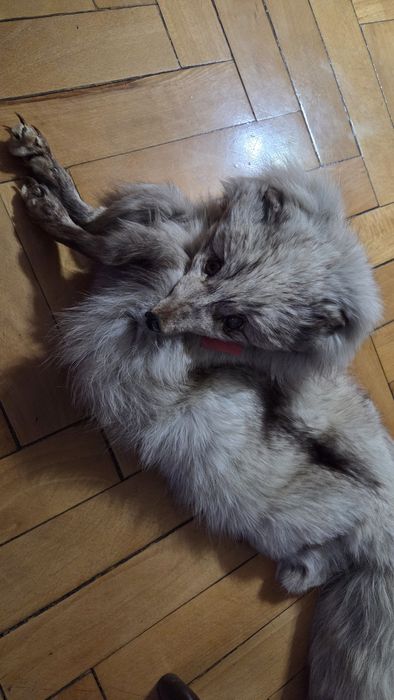 Vand vulpe argntie polara noua cu eticheta