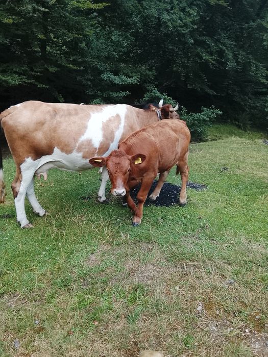 De vânzare vaci cu vitai .foarte blinde bune de lapte  .se dau și separat sunt 3 vaci și 3 vitai . pretu este de 13500 pe bucata adca vaca cu vitel