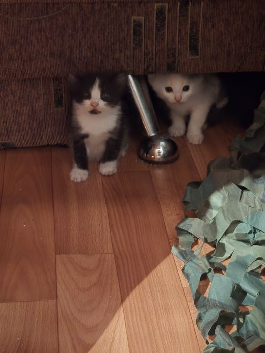 Котята вислоухие в добрые руки