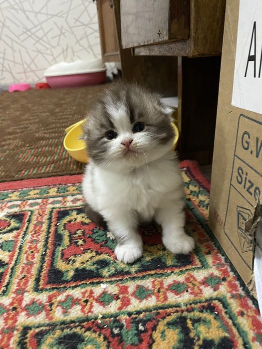 Скоттиш фолд мушукчамиз сотилади