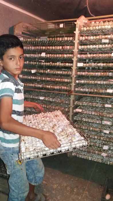 Бедана тухум йуналишидаги жужа тухуми bedana bedona перепёлка перепела