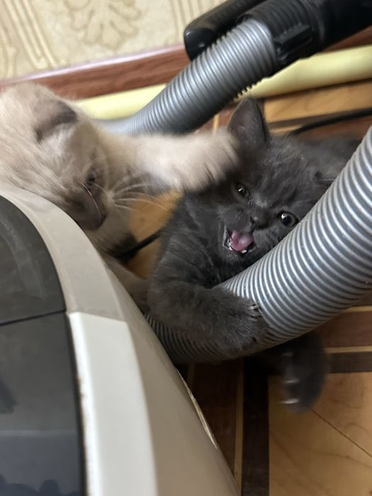 Ласковые умные милые котята