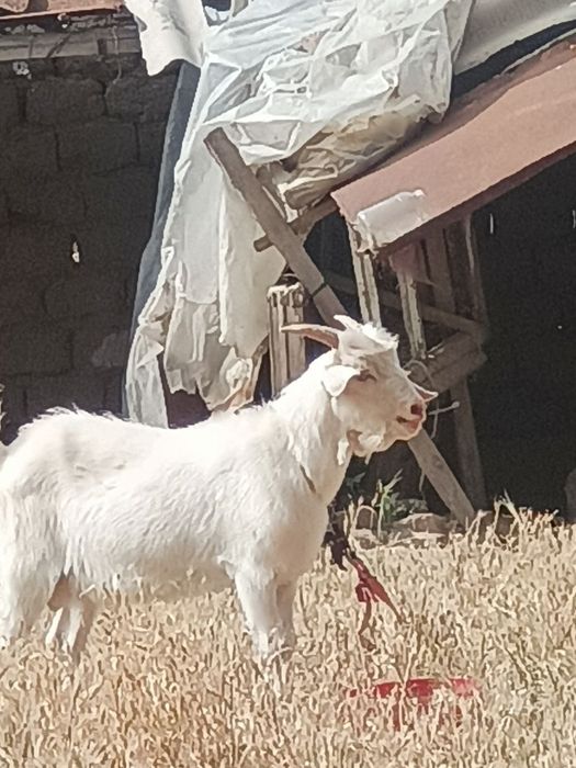 Oppoq zottor. Echki hidi chiqmidi