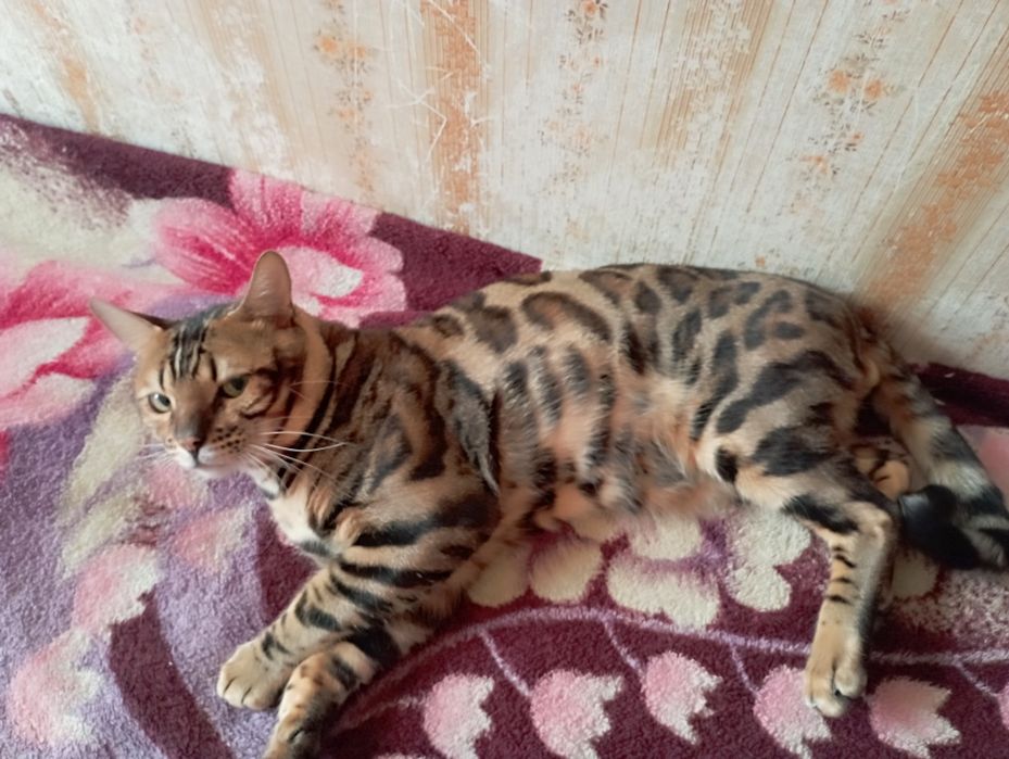 Бенгальский молодой кот на вязку