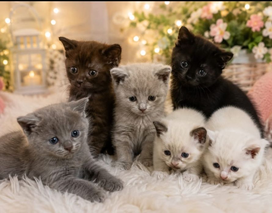 Отдам котят в добрые руки