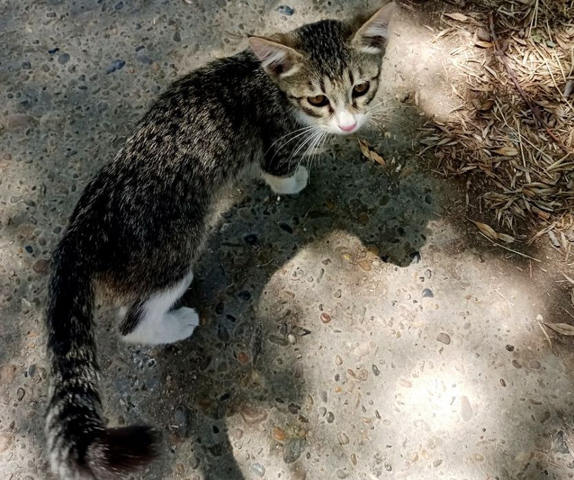 Котята,мальчики,девочки