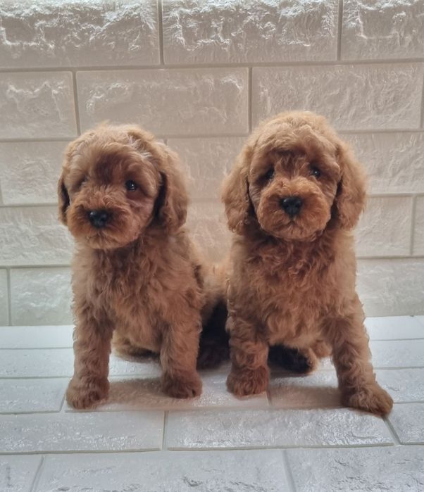 Той Пудел Мини Пудел