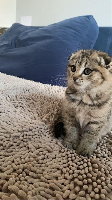 Продам котенка  Scottish Fold , девочка