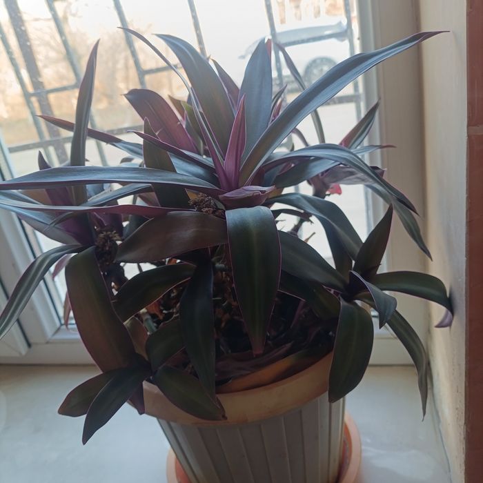 Рео традесканция