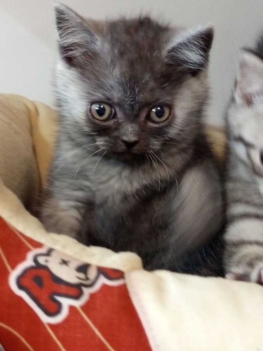 Шотландски котенца момчета и момичета