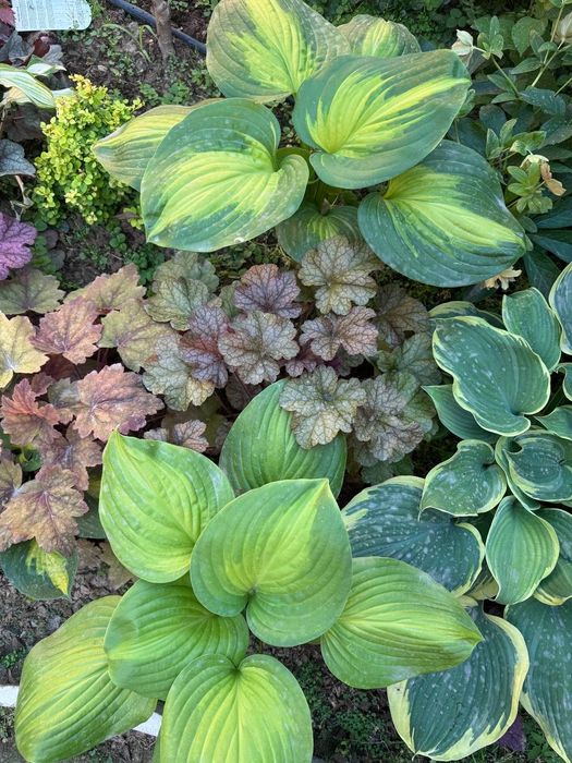 Многолетние растения