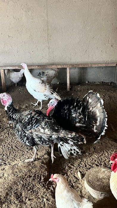 Индюктер сатылады