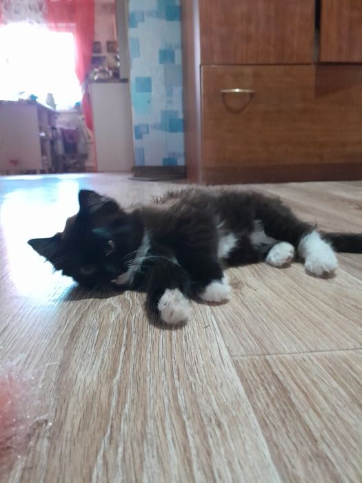 Отдам котенка самец