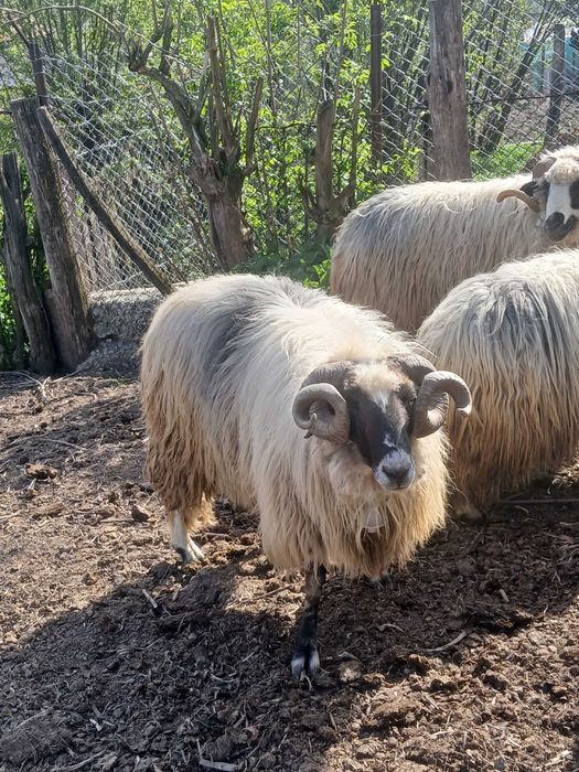 Vand 2 Berbeci, pret 1500lei buc