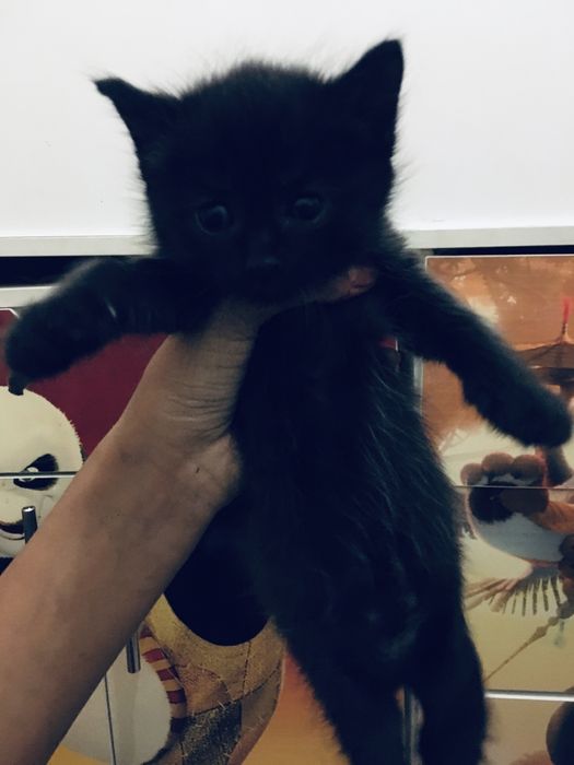 Кошки 2 чёрные 1 серый