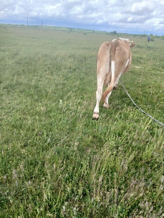 Vand vaca de 5 ani baltata românească