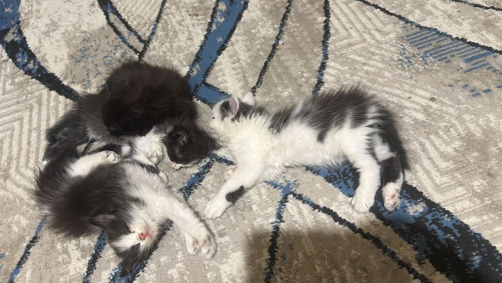 Домашние котята, умные, игривые