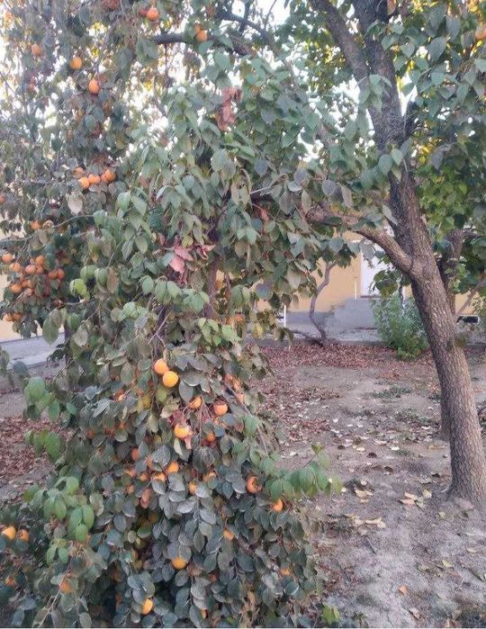 10 хонали, 6 сотикдан иборат булган ховли сотилади.