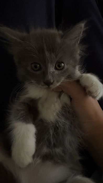 котенок маленький в доьрые руки!! срочно ищет дом!