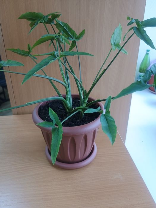 Продам комнатные растения