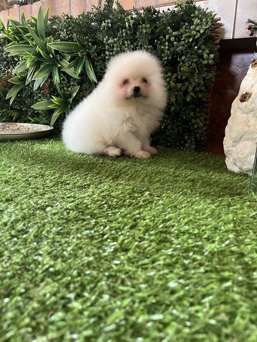 Pomeranian alb mini
