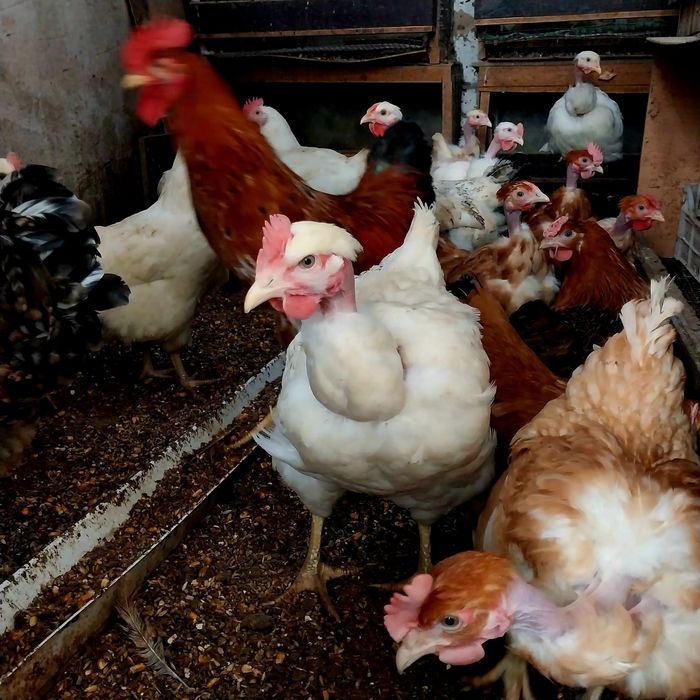 Продам домашних суточных цыплят