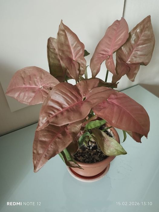 Сингониум Neon Robusta