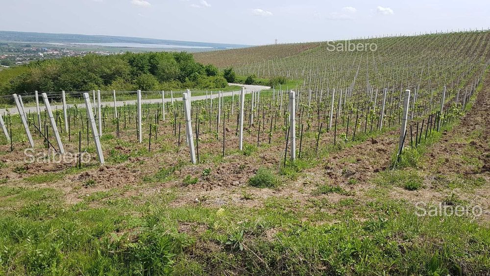 Spalieri din Beton pentru Vie / Stalpi Beton Imprejmuiri,Tg -Jiu.