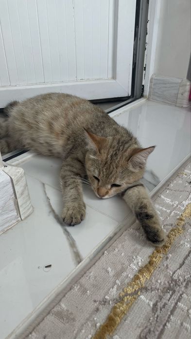 Кошка беременная