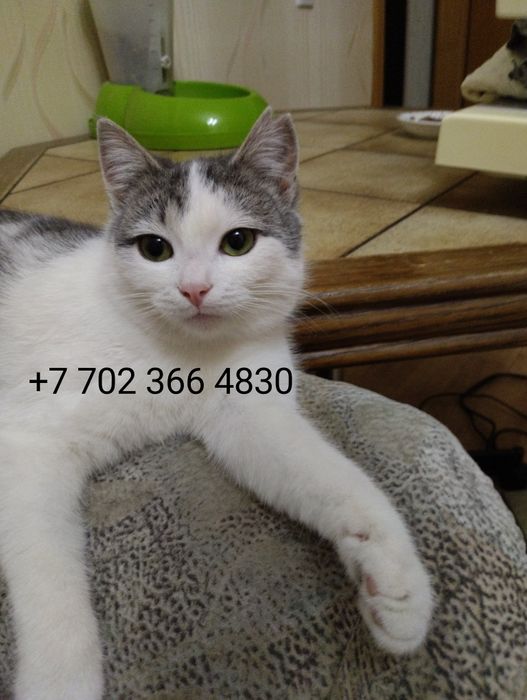 Кошечка девочка в добрые руки