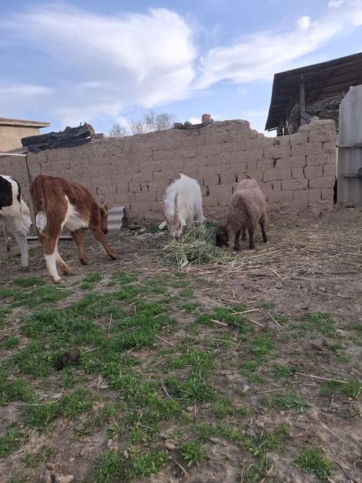 Сатылады Текелер