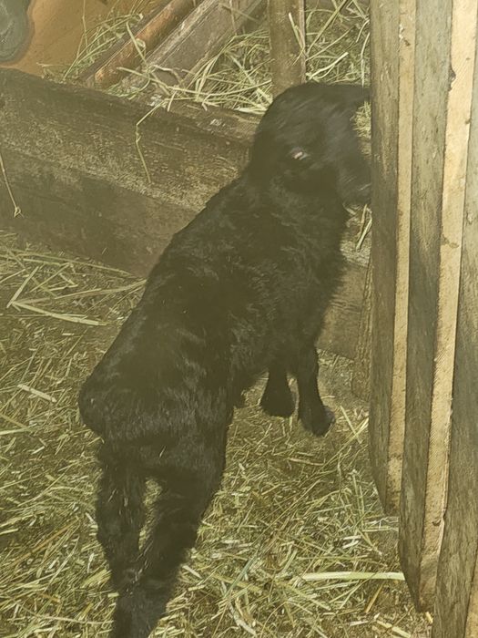 Бараниха с ягненком