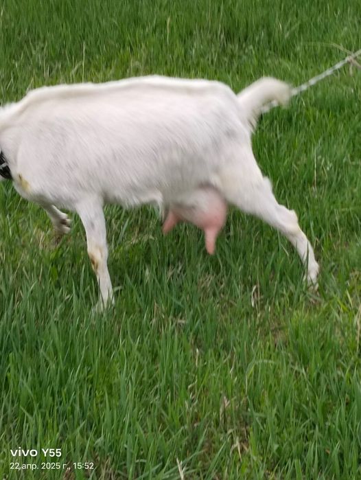 Продам дойных коз