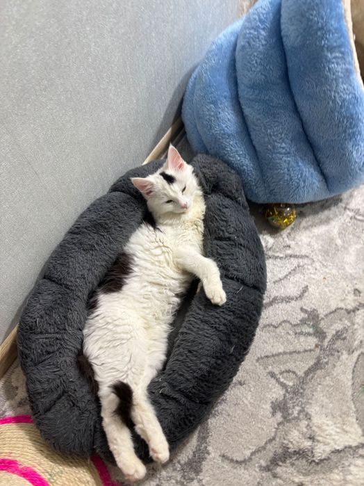 отдам кошку в добрые руки