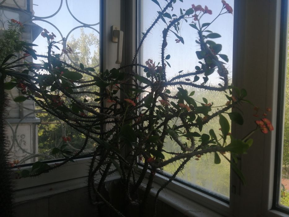 Продаю суккуленты