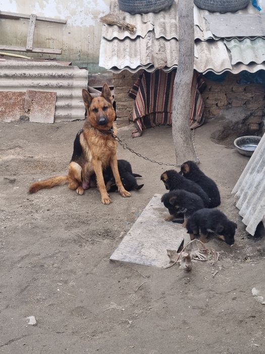 Toza nemis ovcharka bolalari