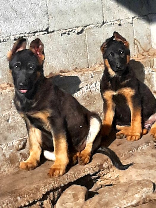 Питомник   Немецких  овчарок