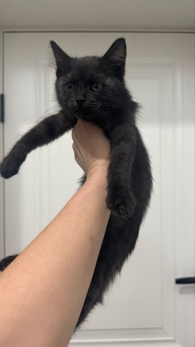 Котенок девочка в добрые руки