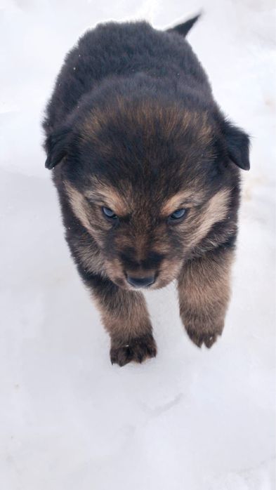 Щенята полуовчарка немецкая(мать овчарка)