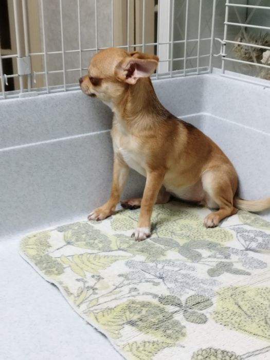 Чихуахуа-миник девочка