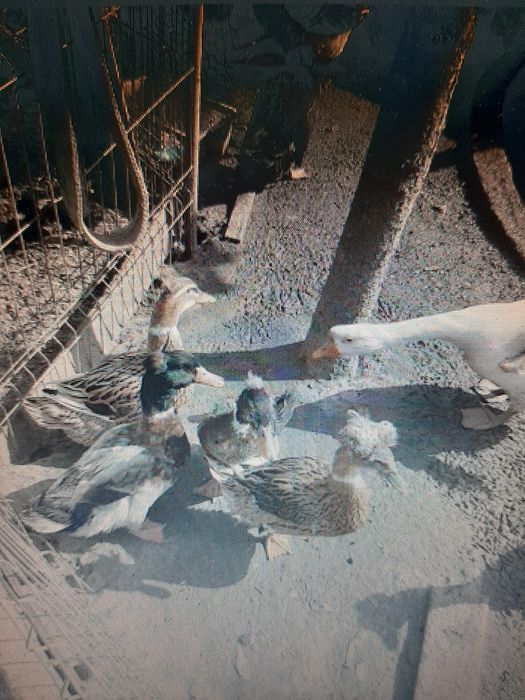 Pasari de curte da vanzare