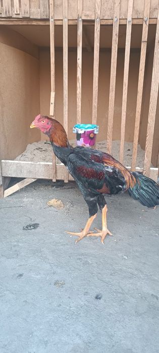 Жожани зори сотуда