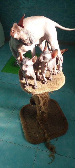 Котята пароды донской сфинкс