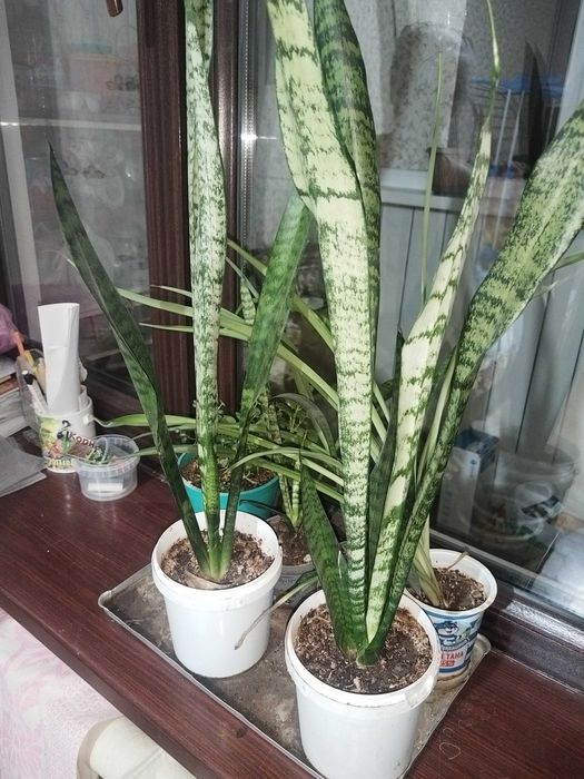 Продам цветы комнатные