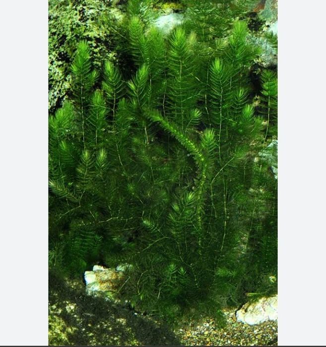 Ceratophyllum demersum plante acvariu
