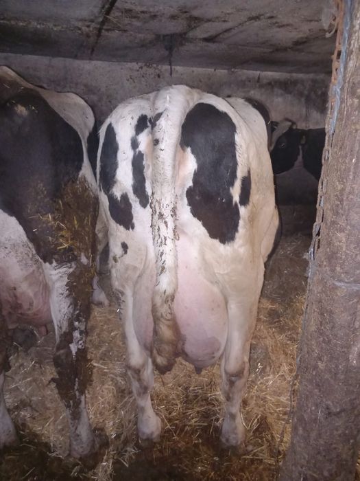 Vand vaca buna de lapte