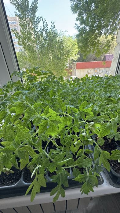 Срочно продам рассада помидора .