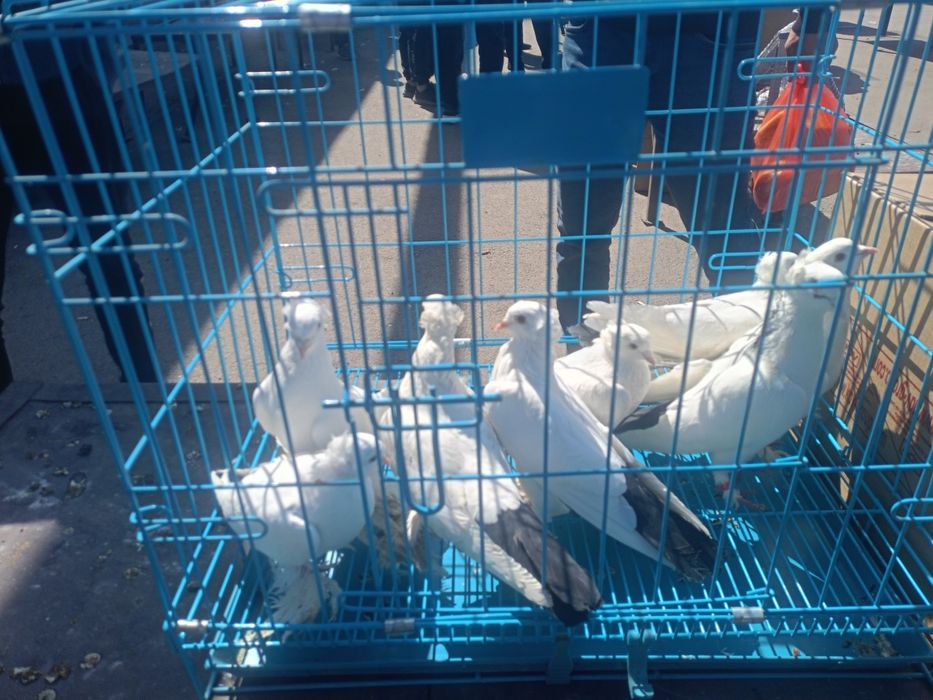 Продам голубей голуби