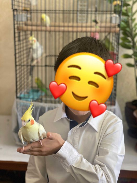 2 Попугая Корелла самец и самка  склеткой